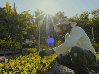 Mãos de agricultores cuidando de mudas de plantas na agricultura sustentável ao ar livre sob luz solar direta.