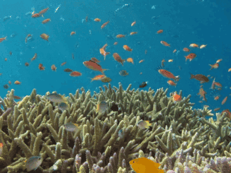 Colorido recife de corais com peixes tropicais nadando em águas cristalinas, destacando a biodiversidade marinha e a importância da preservação ambiental.