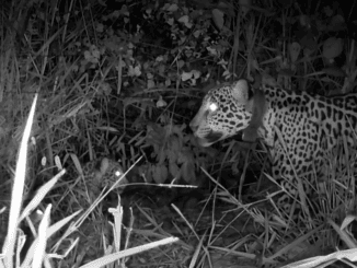Lobo-guará na floresta durante a noite, capturado por câmera de monitoramento na campanha de conservação ambiental.