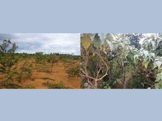 Plantação de árvores com áreas degradadas lado a lado com áreas reflorestadas, destacando iniciativas de recuperação ambiental e conservação do solo.