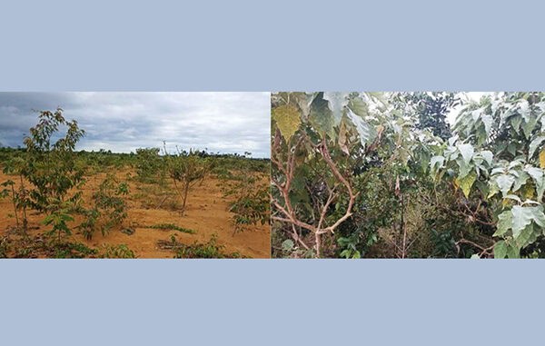 Plantação de árvores com áreas degradadas lado a lado com áreas reflorestadas, destacando iniciativas de recuperação ambiental e conservação do solo.
