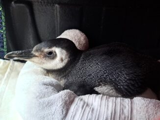 Pingüim com penas negras e brancas, descansando em um ambiente acolhedor, envolto por uma toalha branca. Ideal para temas de conservação de espécies, vida selvagem e biodiversidade.