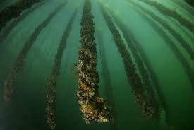 Algas marinhas crescendo no oceano, focando na preservação ambiental e recursos marinhos sustentáveis.