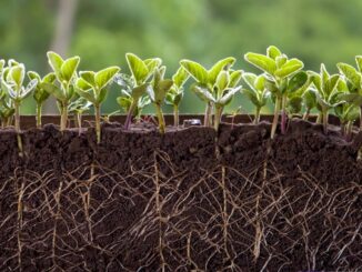 Sprouts de hortaliças em solo fértil, foco em agricultura sustentável e proteção ambiental.