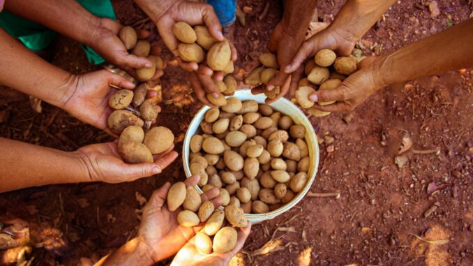 Mãos coletando amendoim do solo, simbolizando agricultura sustentável e trabalho comunitário.