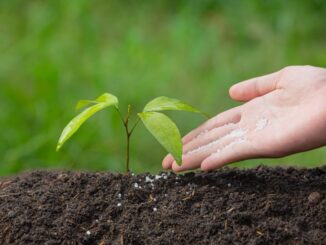 Planta jovem sendo cultivada na terra, simbolizando sustentabilidade e preservação ambiental, conceito importante para notícias de ambientalismo e responsabilidade ecológica.