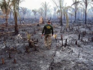 Desmatamento e incêndio em área de preservação com árvores queimadas e solo carbonizado, evidenciando impacto ambiental e destruição da flora nativa.
