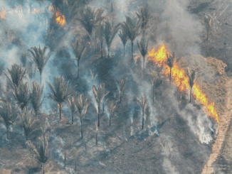 Desmatamento causado por incêndio florestal em área de palmeiras, destacando os impactos ambientais e a necessidade de preservação ambiental.