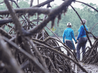 Sci forestal com raízes expostas e duas pessoas caminhando, simbolizando preservação ambiental e impacto das atividades humanas na natureza.