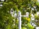 Câmeras de vigilância ambiental instaladas em árvore para monitoramento de áreas verdes e conservação ambiental.