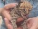 Filhote de gato selvagem no colo de uma pessoa, exibindo comportamento selvagem e adorable.