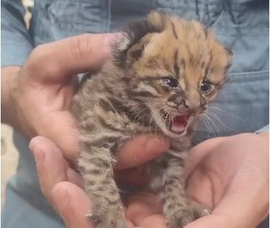 Filhote de gato selvagem no colo de uma pessoa, exibindo comportamento selvagem e adorable.
