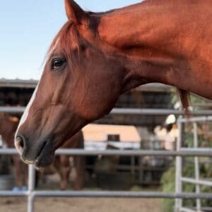 REBOUND high-density equine collagen for tendon rehab and recovery