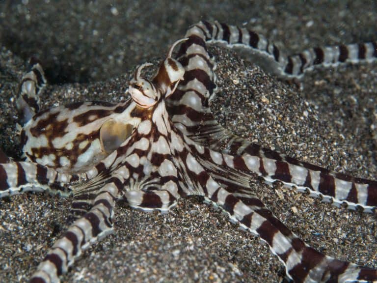 mimic octopus