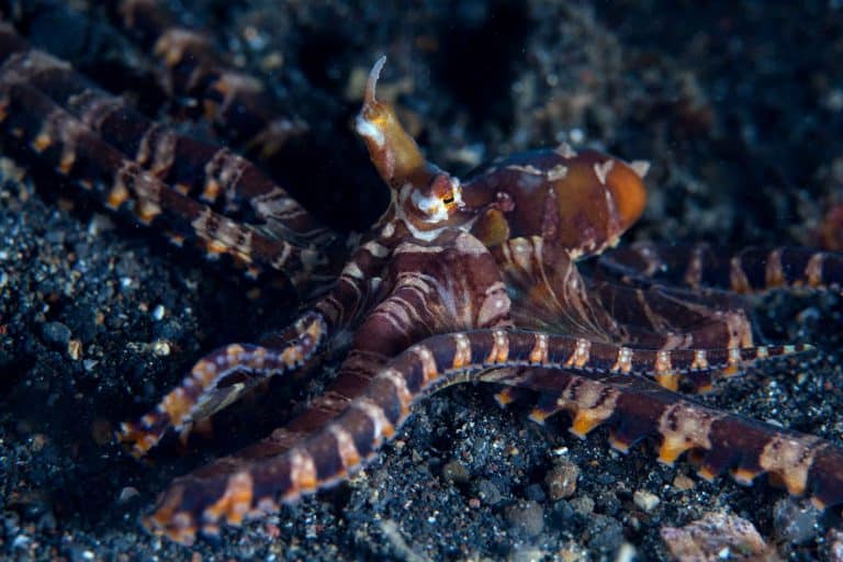 wunderpus photogenicus size