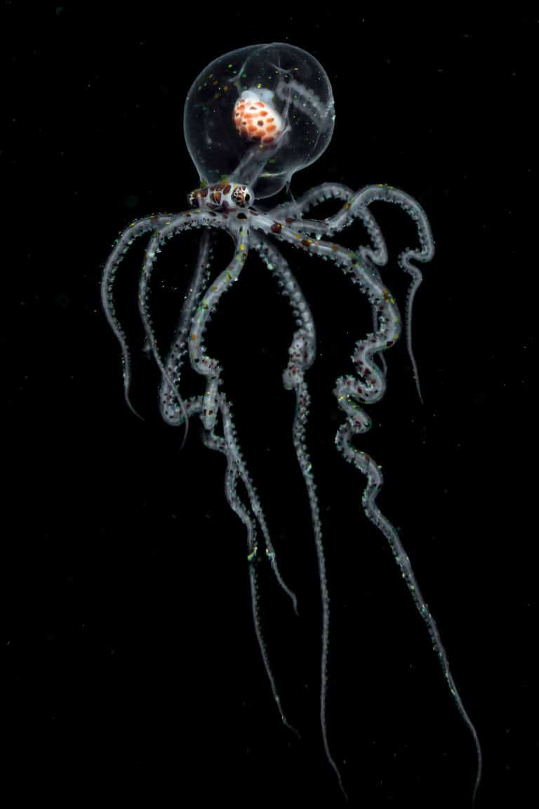 wunderpus photogenicus size