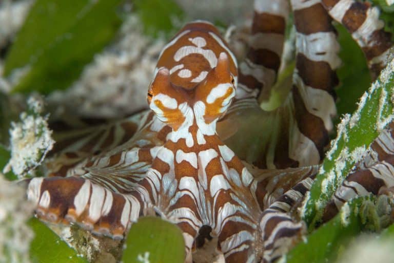 wunderpus photogenicus size