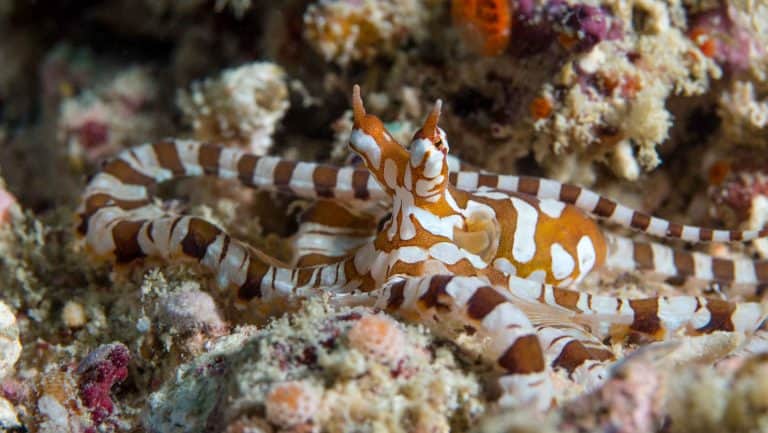 wunderpus in a reef