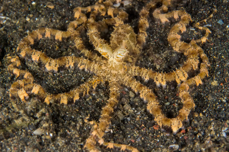 wunderpus photogenicus size