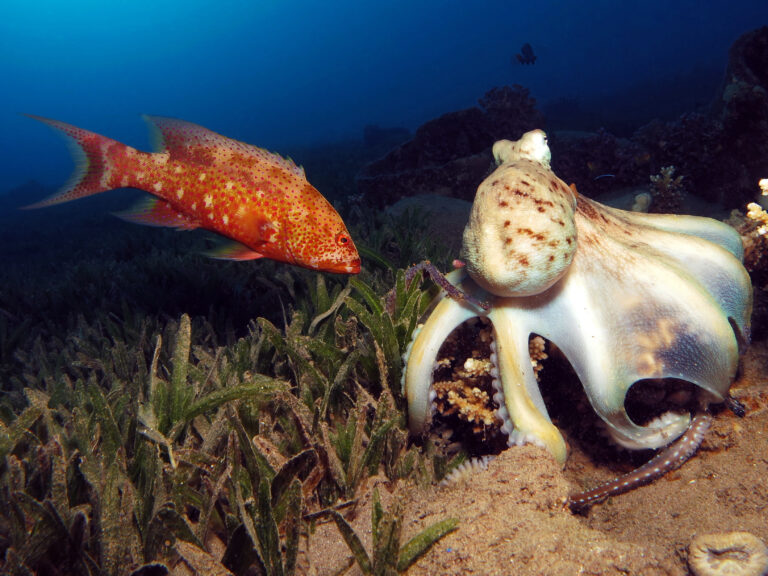 Octopuses Punch Fish That Cheat During Hunts, New Study