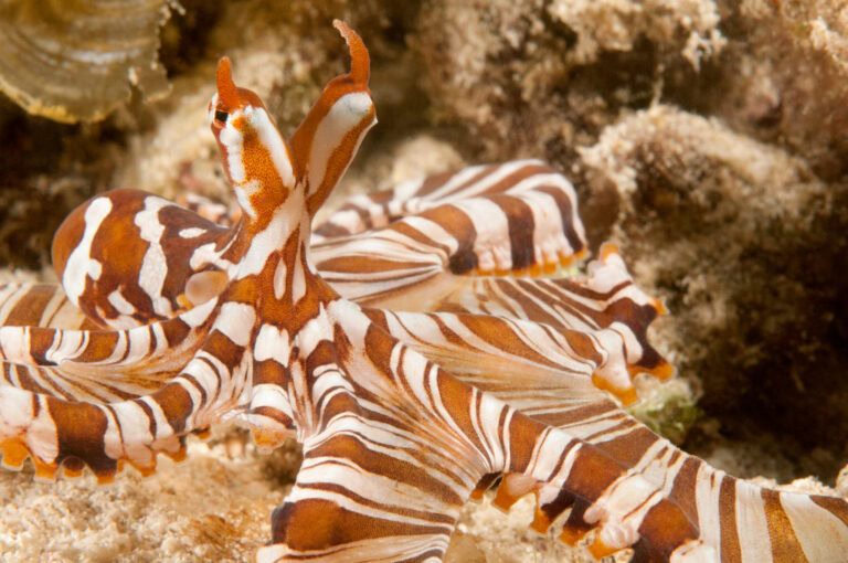 wunderpus photogenicus size