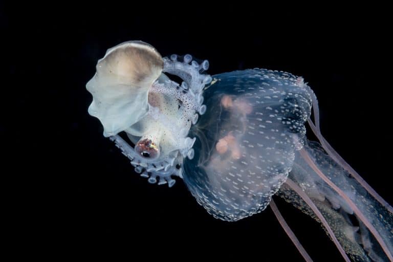 Should You Pick Up An Argonaut Octopus Hitchhiker? Let’s Find Out!
