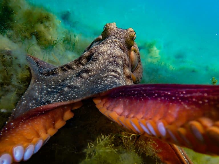 Maori Octopus Facts: One Of New Zealand’s Largest Species!