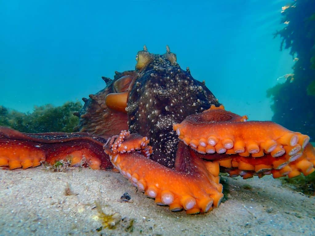 Maori Octopus Facts: One Of New Zealand's Largest Species! - OctoNation ...
