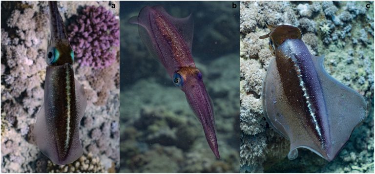 House Hunters: Squid Edition! (Male Squids Search For Dwelling)