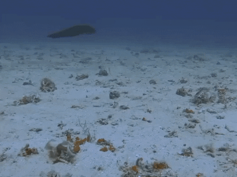 Close-up of an octopus arm showing blue hemolymph moving through visible veins.