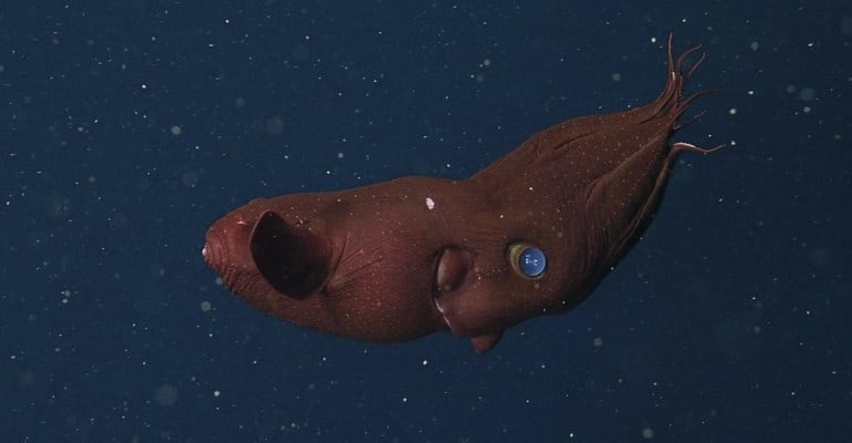 Vampire Squid Facts: Ancestors Of The Jurassic Seas!