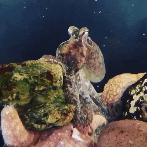 How Long Do Octopus Live? Life Expectancy, Mating, and Deep-Sea ...