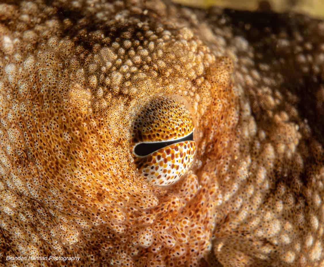 Caribbean Reef Octopus - OctoNation - The Largest Octopus Fan Club!