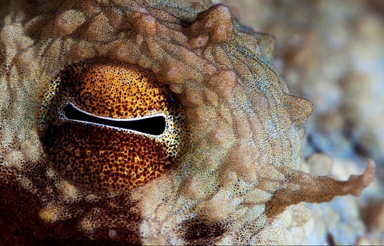 The Fantastic Phore: Cephalopods Color-Changing Abilities!