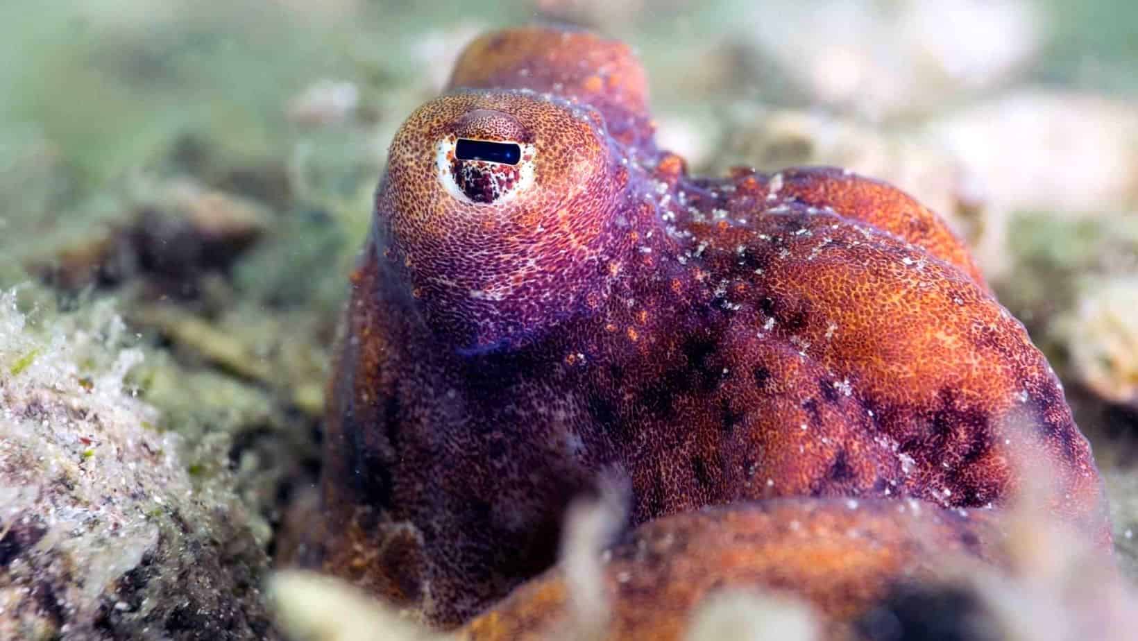Octopus Skin Care Secrets Revealed: It's All About the Bacteria ...