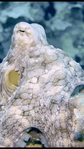 The Fantastic Phore: Cephalopods Color-Changing Abilities! - OctoNation ...
