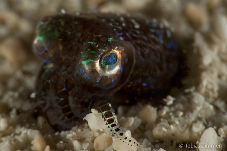 ‘Cephalotography’ Of The Week: Tobias Zimmer