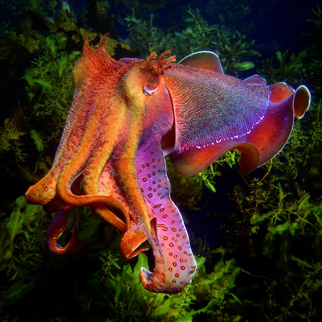 Cephalotography' Of The Week: Lawrence Scheele - OctoNation - The Largest  Octopus Fan Club!, image size:1024x1024