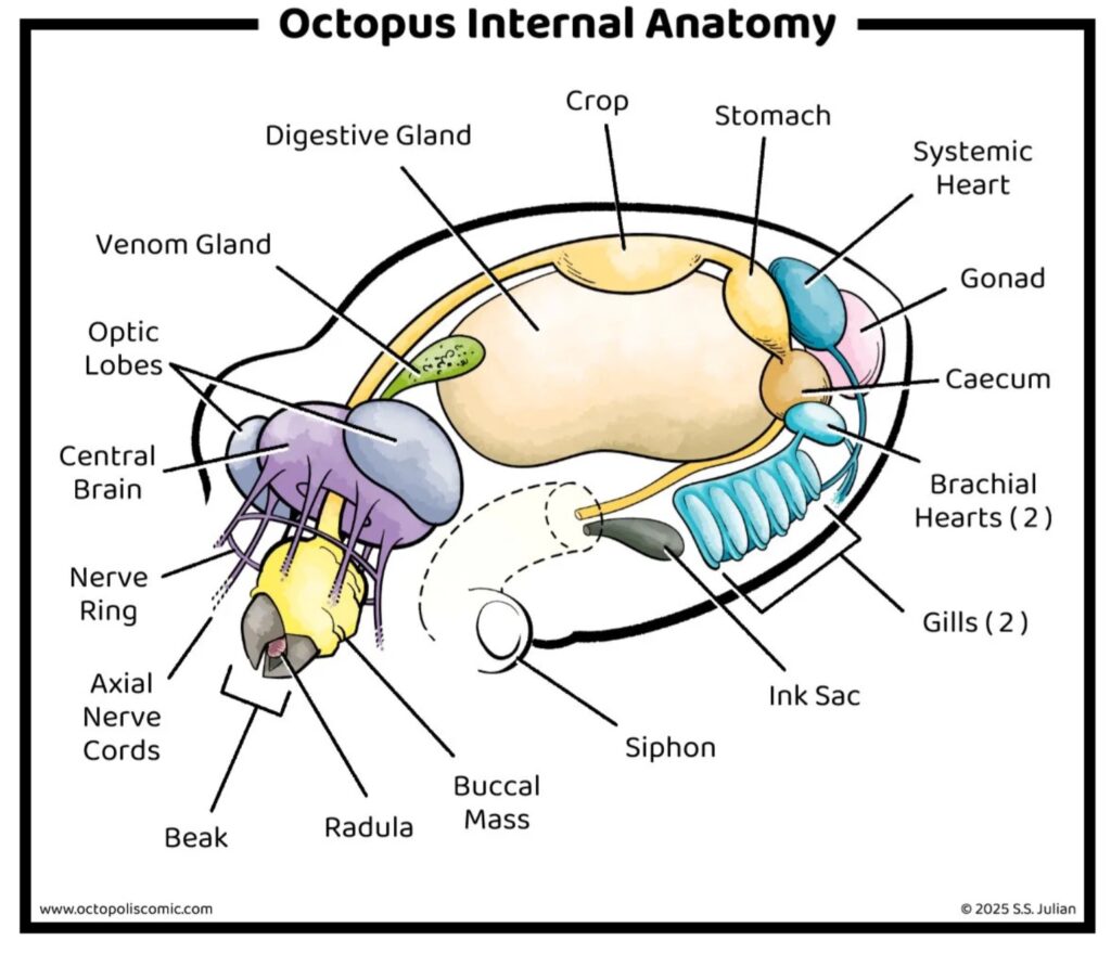 Illustrated diagram of octopus internal anatomy showing the systemic heart, two branchial hearts, gills, central brain, ink sac, and other organs