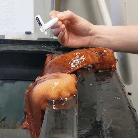 How Long Do Octopus Live? Life Expectancy, Mating, and Deep-Sea ...