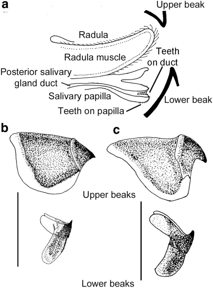 Octopus beaks a.Schematic drawing of a sagittal section through the buccal mass of an octopus to show the position of the upper and lower beak and other structures used for feeding. b-c. Upper and lower beaks of two Antarctic octopuses: bAdelieledone polymorphac. Pareledone turqueti.
