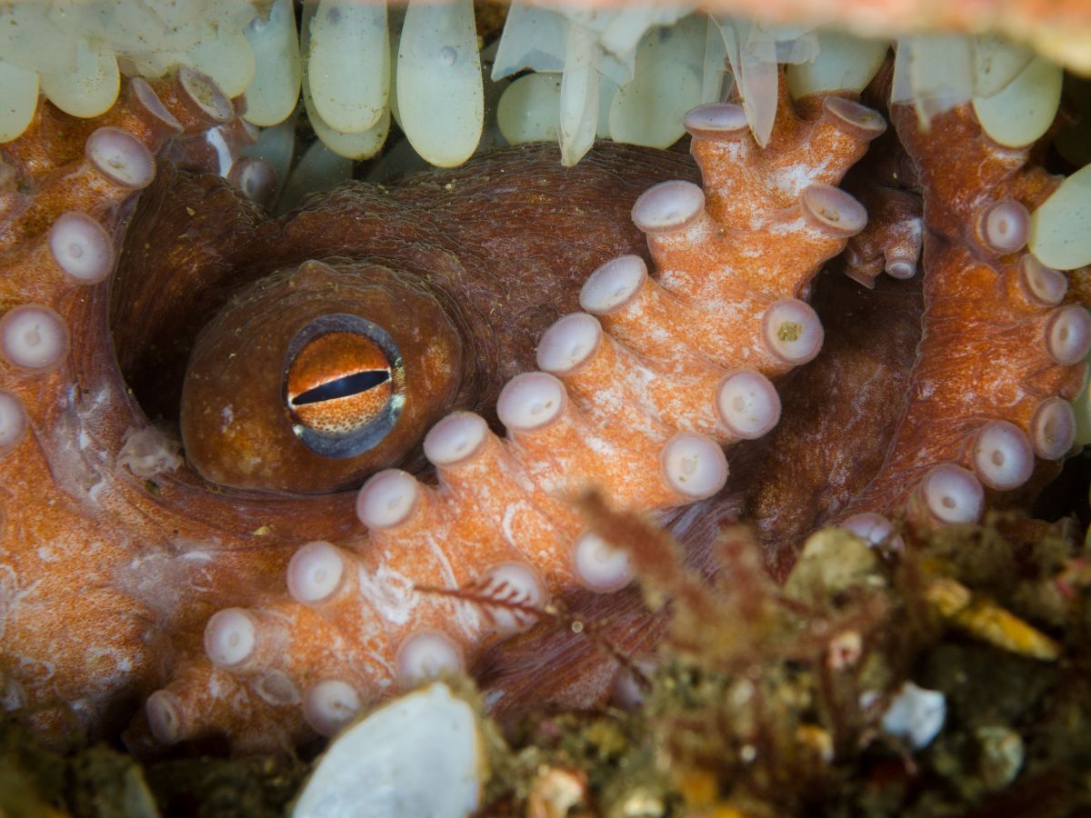 Octopus with her baby eggs