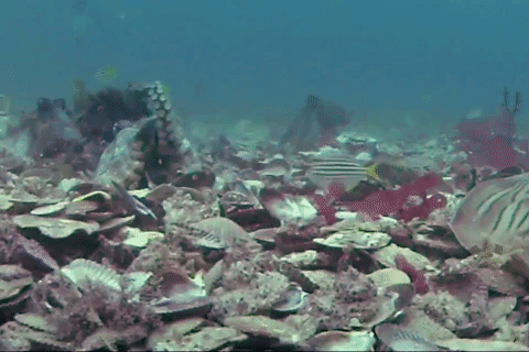 Watch Out - That Octopus Is Throwing Things! - OctoNation - The Largest ...