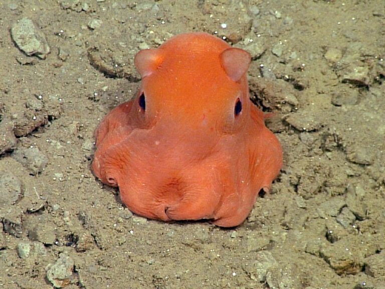 flapjack octopus facts featured image