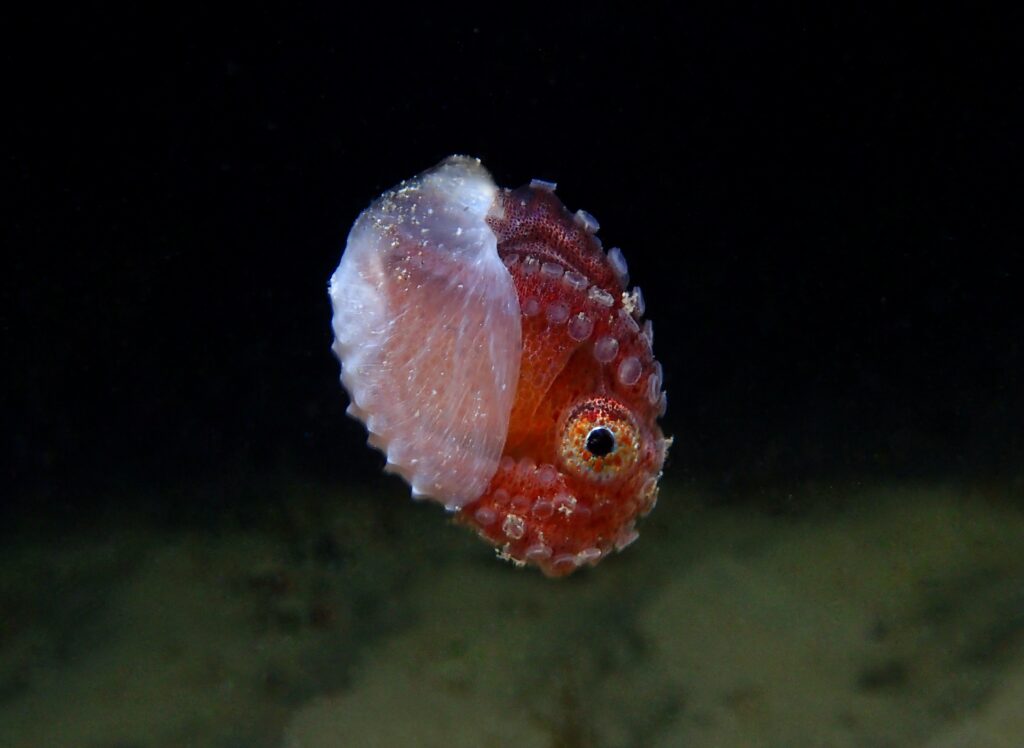 How An Argonaut Shell Is Spun Out Of Their Arms - OctoNation - The ...