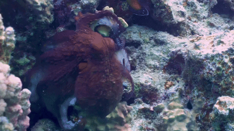 The Octo-Punch: The Truth Behind Why Octopuses Punch Fish - OctoNation ...