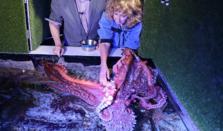 What Does An Octopus Feel Like?