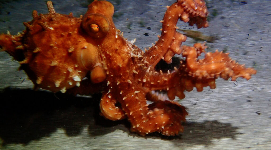 Do The (Bipedal) Locomotion! 'Two-Legged' Walking In Octopods ...