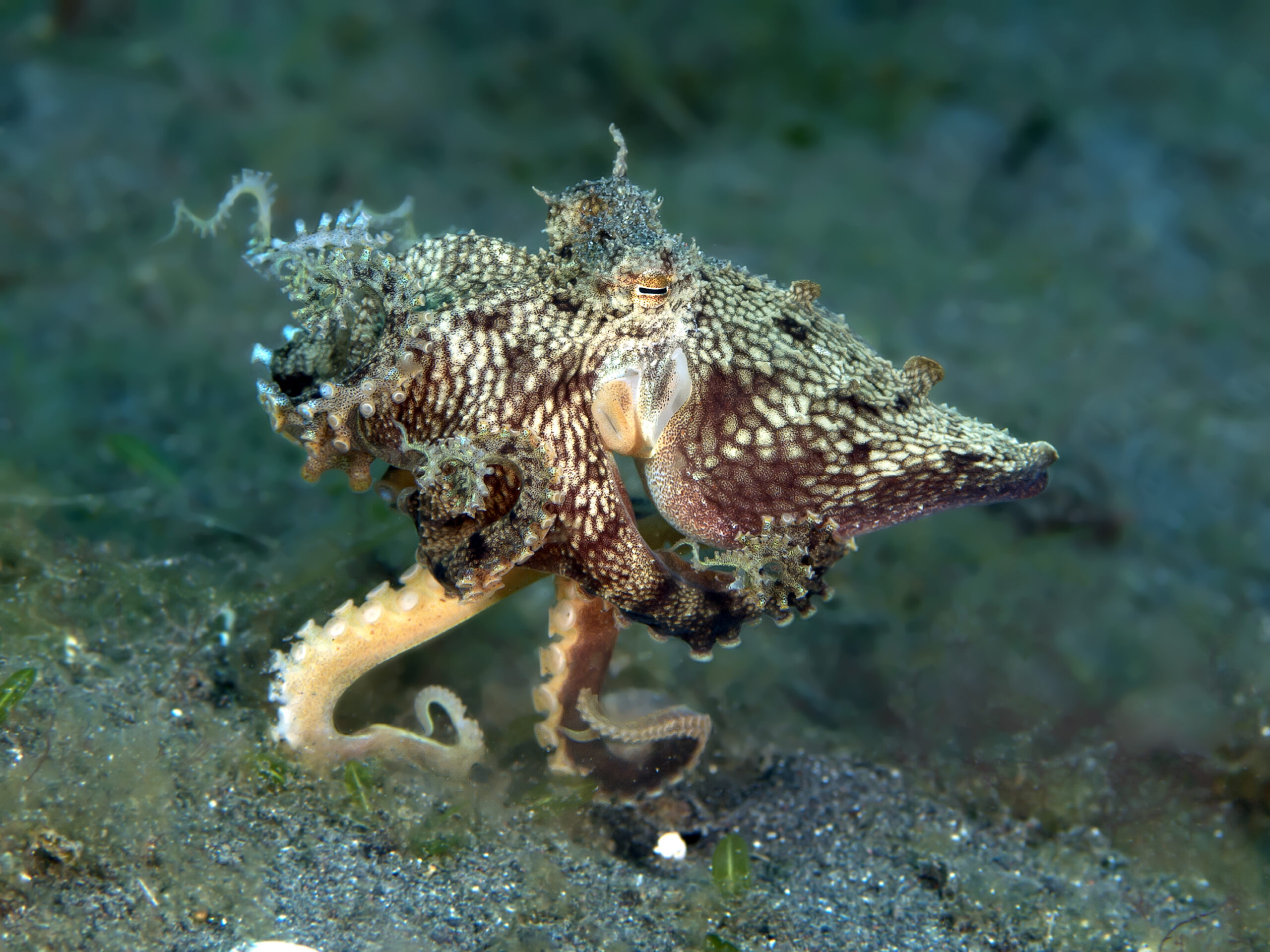 Coconut Octopus