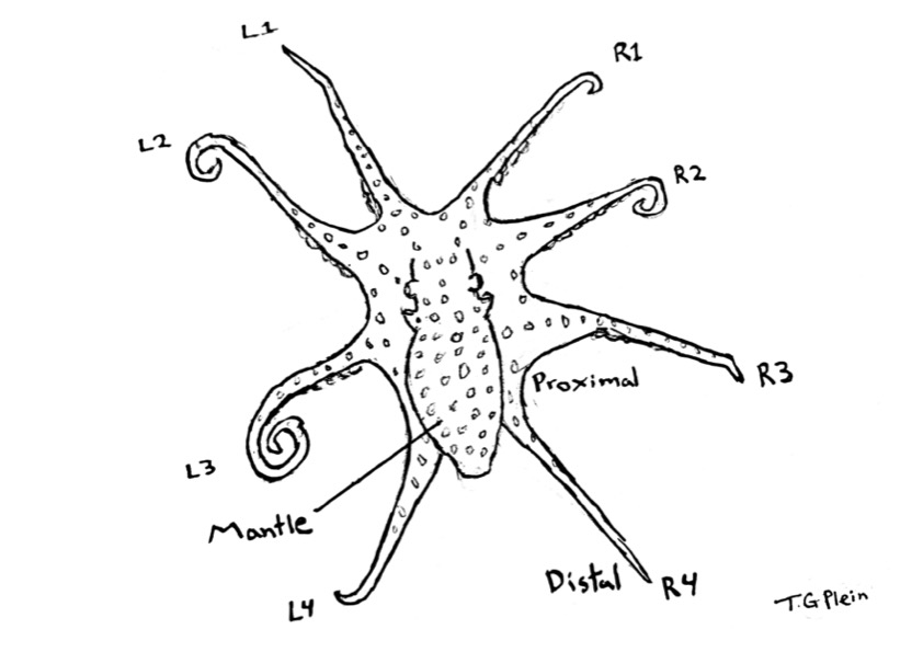 Do The (Bipedal) Locomotion! 'Two-Legged' Walking In Octopods ...